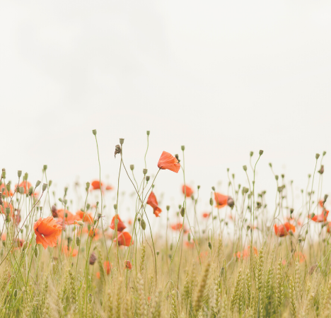 @skybooksco reseña «Me muero por vivir»